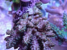 画像2: No.33 フィジー産 浅場ミドリイシ (2)