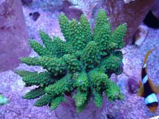 画像1: No.34 フィジー産 トゲホソエダミドリイシ (1)