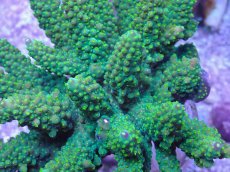 画像2: No.34 フィジー産 トゲホソエダミドリイシ (2)