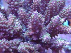 画像2: No.35 フィジー産 トゲホソエダミドリイシ (2)