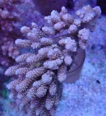 画像1: No.36 バーミキュラータ　ピンク (1)