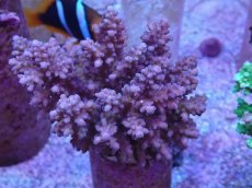 画像1: No.37 フィジー産 浅場ミドリイシ (1)