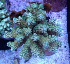 画像1: No.38 フィジー産 浅場ミドリイシ (1)