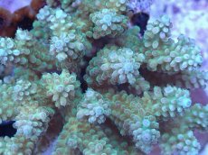 画像2: No.38 フィジー産 浅場ミドリイシ (2)