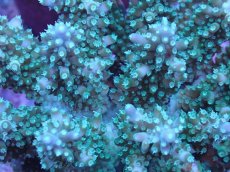 画像2: No.39 フィジー産 浅場ミドリイシ (2)