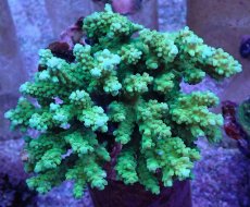 画像1: No.40 浅場ミドリイシ (1)