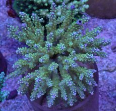 画像1: No.41 フィジー産 スゲミドリイシ (1)