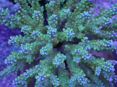 画像2: No.41 フィジー産 スゲミドリイシ (2)