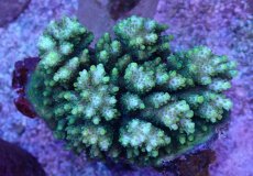 画像1: No.42 クシハダミドリイシ (1)