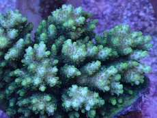 画像2: No.42 クシハダミドリイシ (2)