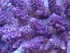 画像2: No.44 オーストラリア産 浅場ミドリイシ (2)