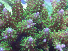 画像2: No.45 フィジー産 トゲホソエダミドリイシ (2)