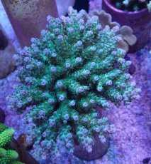 画像1: No.46 フィジー産 カドエダミドリイシ (1)