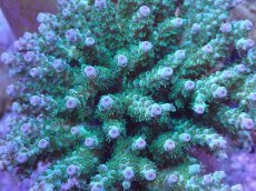 画像2: No.46 フィジー産 カドエダミドリイシ (2)