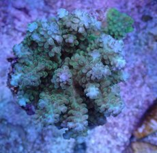 画像1: No.47 フィジー産 浅場ミドリイシ (1)