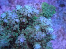 画像2: No.47 フィジー産 浅場ミドリイシ (2)