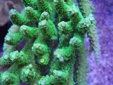 画像2: No.48 バーミキュラータ (2)