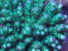 画像2: No.49 フィジー産 カドエダミドリイシ (2)