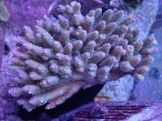 画像1: No.50 バーミキュラータ (1)