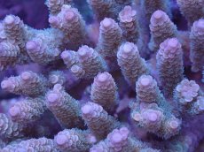 画像2: No.50 バーミキュラータ (2)