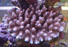 画像1: No.51 浅場ミドリイシ (1)