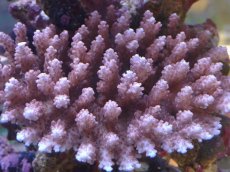 画像2: No.51 浅場ミドリイシ (2)