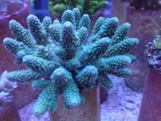 画像1: No.52 フィジー産 ツツユビミドリイシ (1)