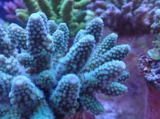 画像2: No.52 フィジー産 ツツユビミドリイシ (2)