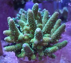 画像1: No.53 フィジー産 ツツユビミドリイシ (1)