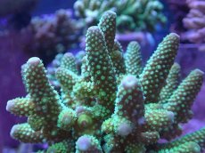 画像2: No.53 フィジー産 ツツユビミドリイシ (2)