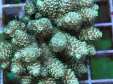 画像2: No.54 フィジー産 ハイマツミドリイシ (2)