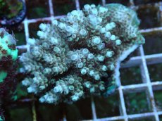 画像1: No.55 フィジー産 クシハダミドリイシ (1)