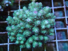 画像1: No.56 フィジー産 カドエダミドリイシ (1)