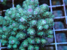 画像2: No.56 フィジー産 カドエダミドリイシ (2)