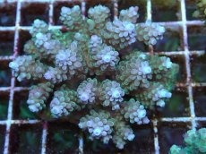 画像1: No.57 フィジー産 浅場ミドリイシ (1)