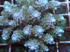 画像2: No.57 フィジー産 浅場ミドリイシ (2)