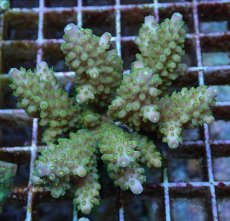 画像1: No.58 フィジー産 浅場ミドリイシ (1)