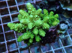 画像1: No.59 フィジー産 ツツユビミドリイシ (1)