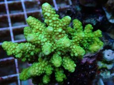 画像2: No.59 フィジー産 ツツユビミドリイシ (2)