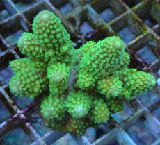 画像1: No.60 フィジー産 ツツユビミドリイシ (1)