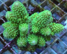 画像2: No.60 フィジー産 ツツユビミドリイシ (2)