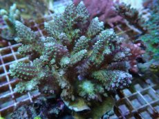 画像1: No.61 フィジー産 浅場ミドリイシ (1)