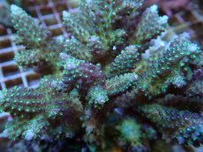 画像2: No.61 フィジー産 浅場ミドリイシ (2)