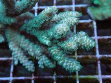 画像2: No.62 バーミキュラータ (2)