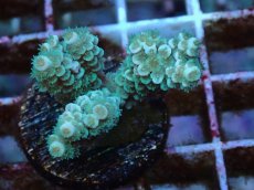 画像1: No.64 バーミキュラータ (1)