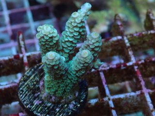 No.24 フィジー産 クシハダミドリイシを買うならアクアスタイルユー