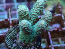 画像2: No.65 バーミキュラータ (2)