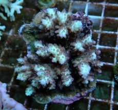 画像1: No.67 浅場ミドリイシ (1)