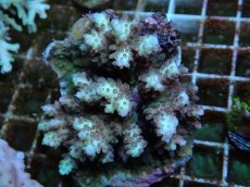 画像2: No.67 浅場ミドリイシ (2)