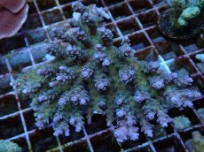 画像1: No.68 ウスエダミドリイシ (1)